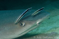Please make these pesky things go away.  Whitetip Reef Shark getting a good going over by a couple of cleaner wrasse.  Ningaloo Reef, Western Australia, Canon 20D & Tamron 90 macro 